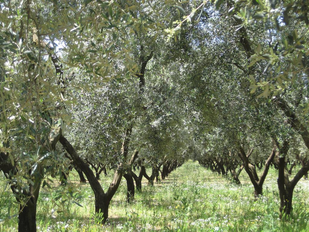 Terreamare Agriturismo Porto Cesareo Zewnętrze zdjęcie